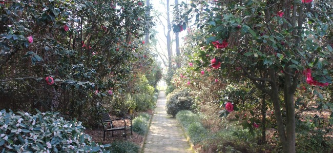 Camellias at Massee Lane Garden